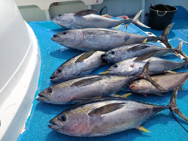 キメジ(キハダ)