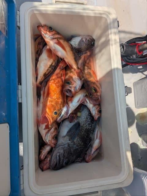 メバル・マゾイ(キツネメバル)