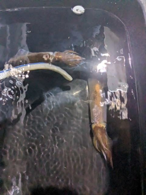 アカイカ(ケンサキイカ)