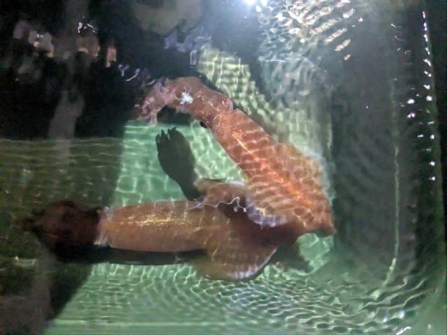 アカイカ(ケンサキイカ)