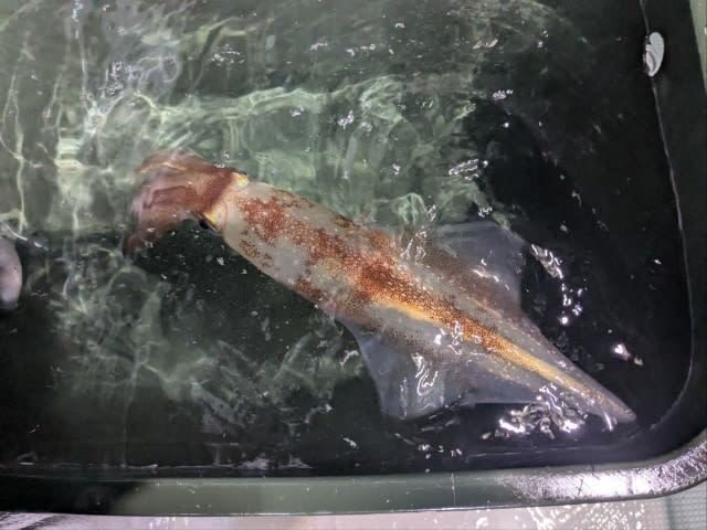 アカイカ(ケンサキイカ)