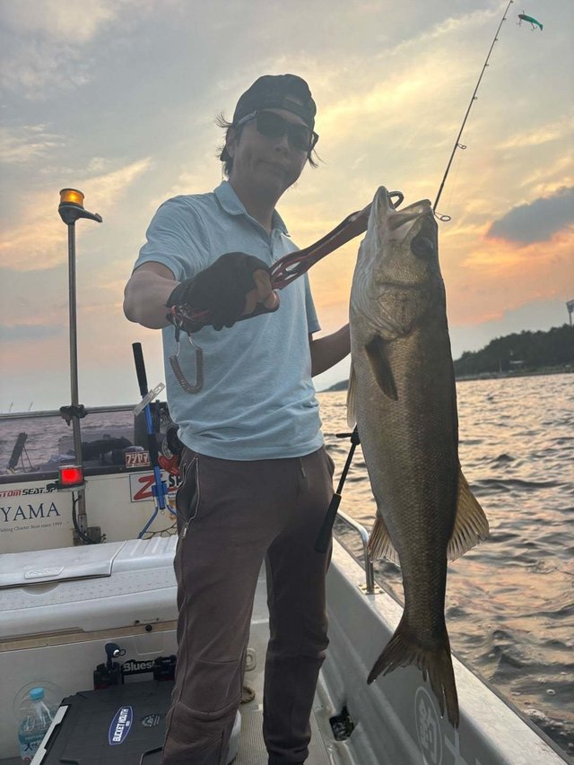 シーバス(スズキ)