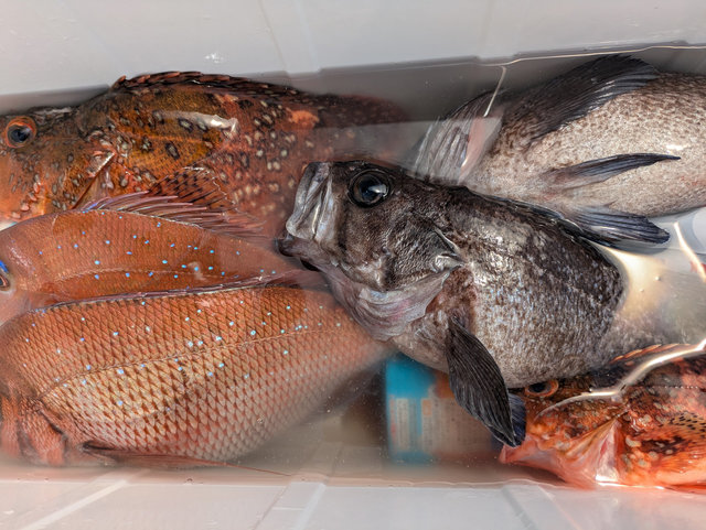 マダイ・アラ・カサゴ