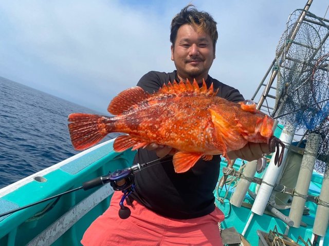 カンコ(ウッカリカサゴ)