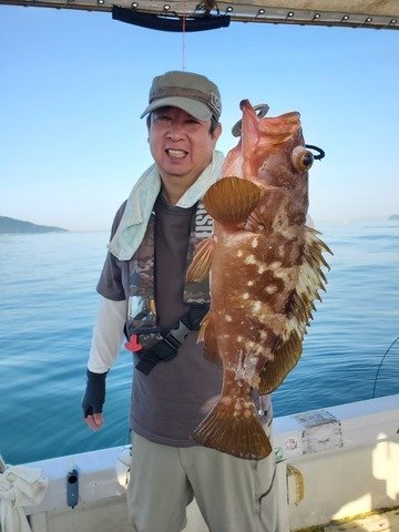 アコウ(キジハタ)