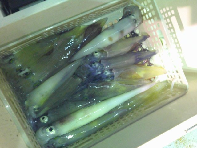 アカイカ(ケンサキイカ)