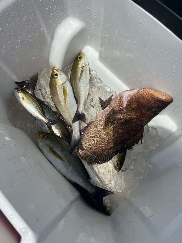 オオモンハタ・イサキ