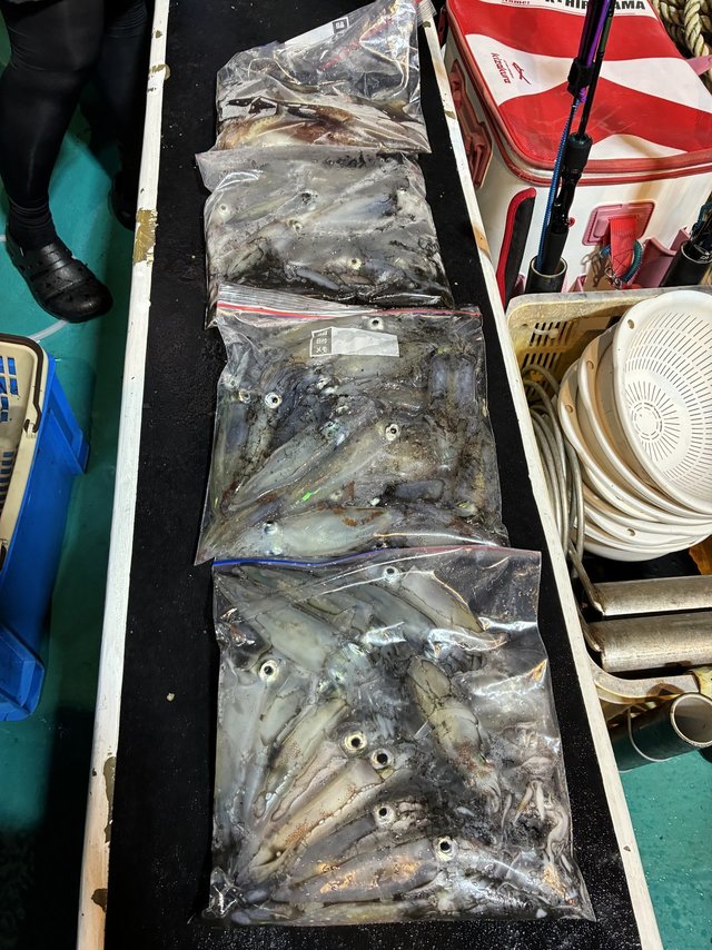 アカイカ(ケンサキイカ)