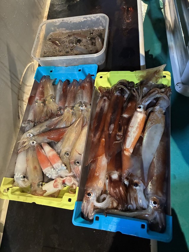 アカイカ(ケンサキイカ)