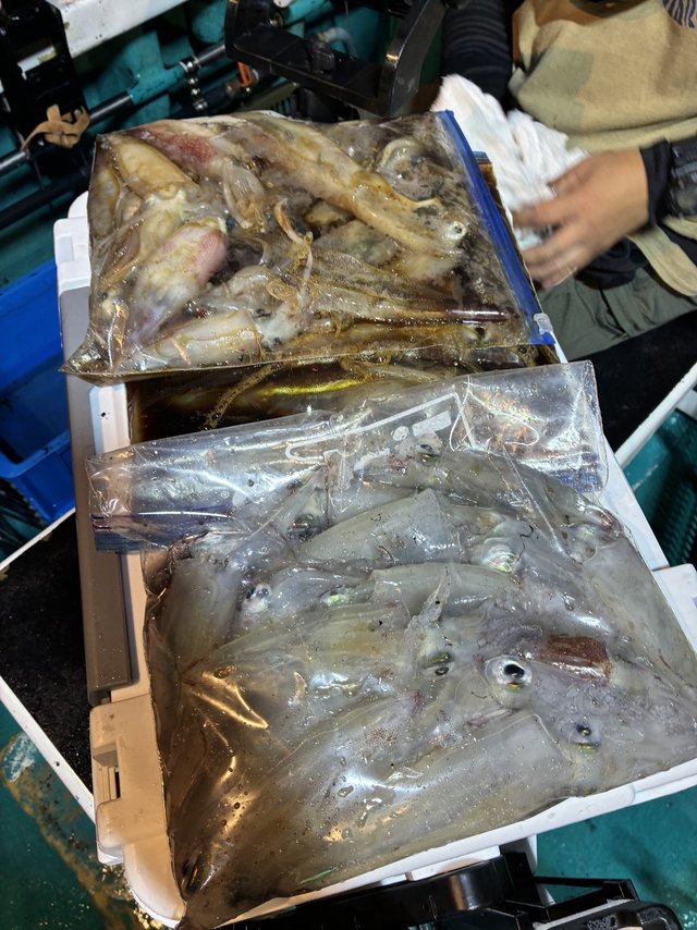 アカイカ(ケンサキイカ)