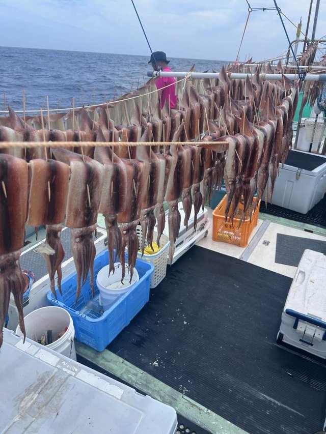 スルメ(スルメイカ)