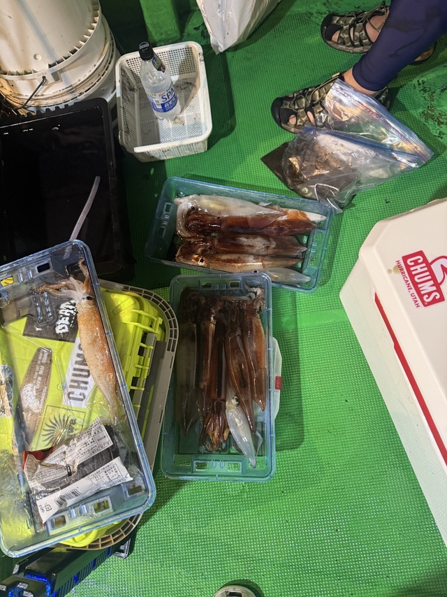 アカイカ(ケンサキイカ)・スルメイカ