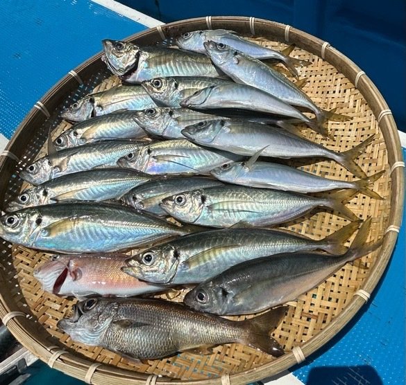 マアジ・シロアマダイ・クロムツ・サバ(ゴマサバ)