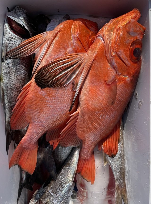 キントキ(チカメキントキ)