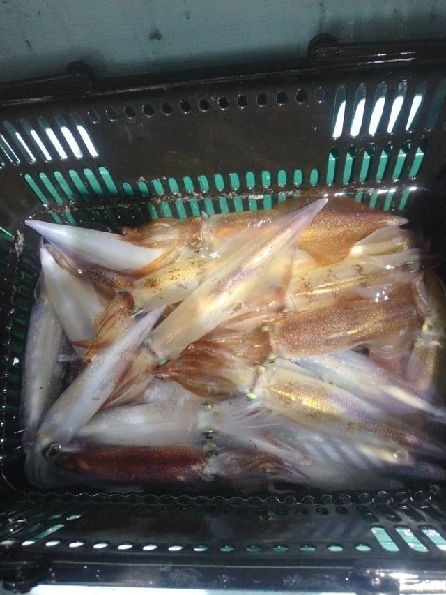 イカ(ヤリイカ)