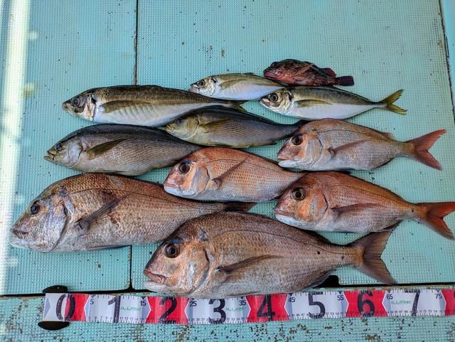 タイ(マダイ)・アジ(マアジ)・イサギ(イサキ)