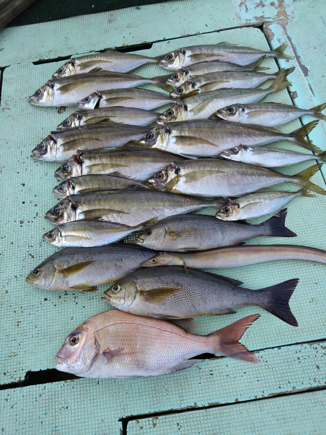 タイ(マダイ)・アジ(マアジ)・イサギ(イサキ)