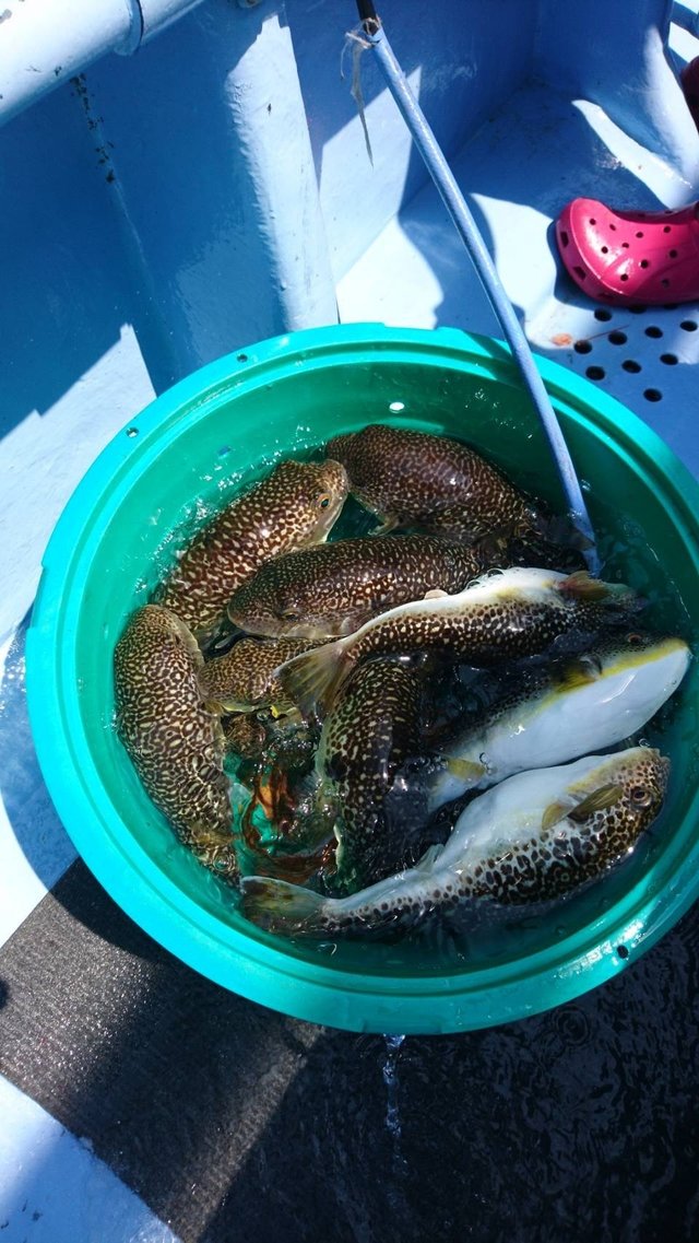 ショウサイフグ