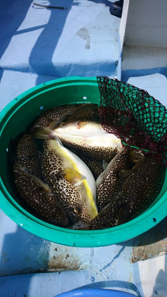 ショウサイフグ