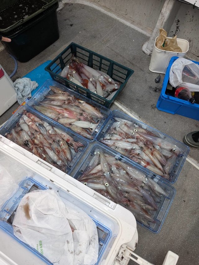 イカ(ケンサキイカ)