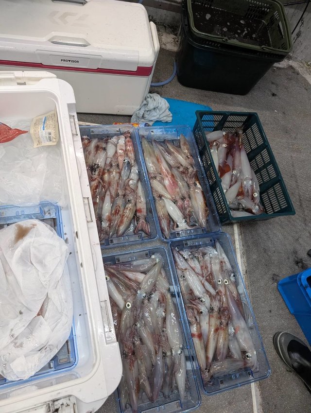 イカ(ケンサキイカ)