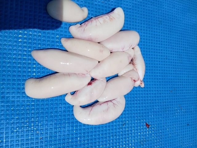 フグ(ショウサイフグ)