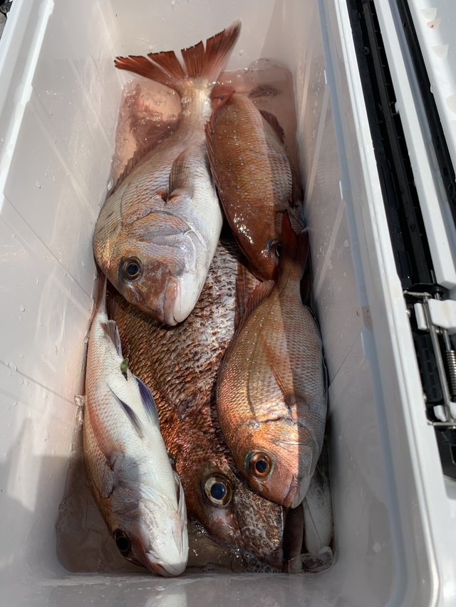 マダイ・ハナダイ(チダイ)