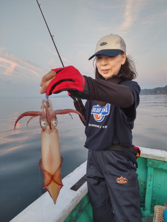 シロイカ(ケンサキイカ)