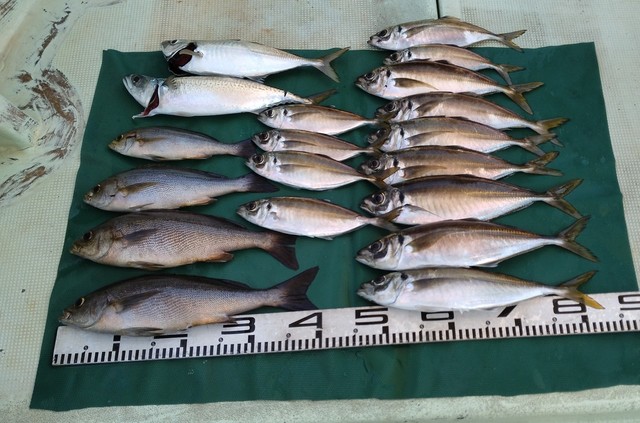 マアジ・イサキ・マサバ