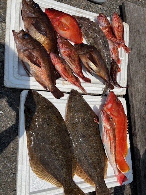 アカハタ・キジハタ・カサゴ・メバル・ホウボウ・ワニゴチ・ヒラメ