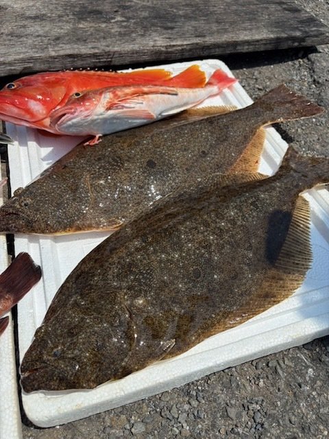 アカハタ・ヒラメ