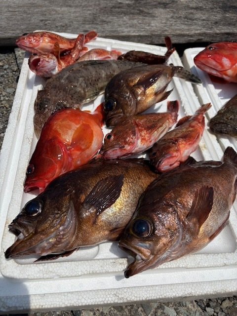 アカハタ・キジハタ・カサゴ・メバル・ホウボウ・ワニゴチ