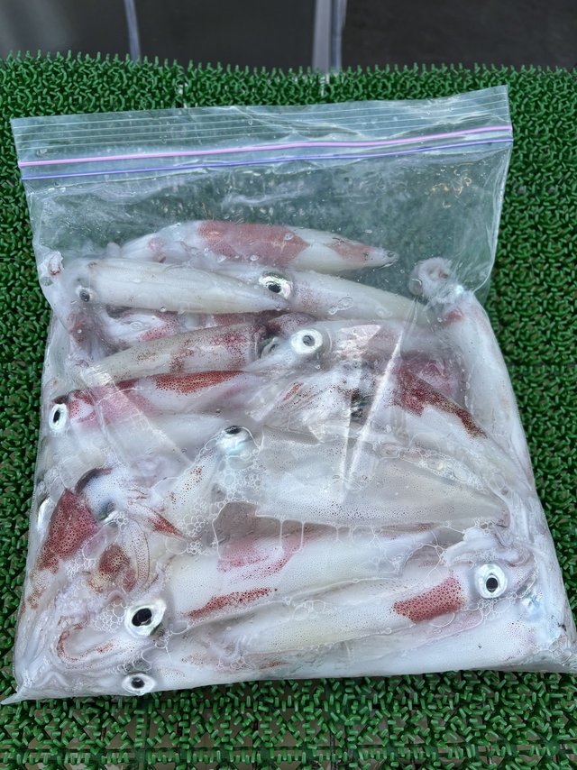 マルイカ(ケンサキイカ)