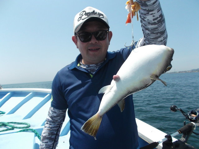 ショウサイフグ