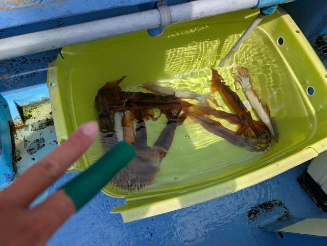 スルメ(スルメイカ)