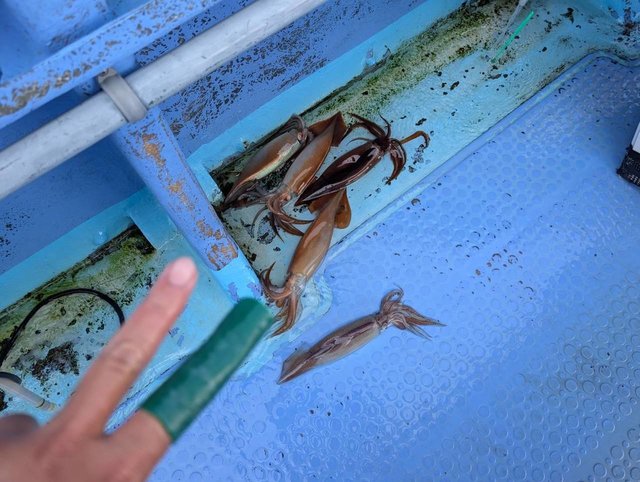 スルメ(スルメイカ)