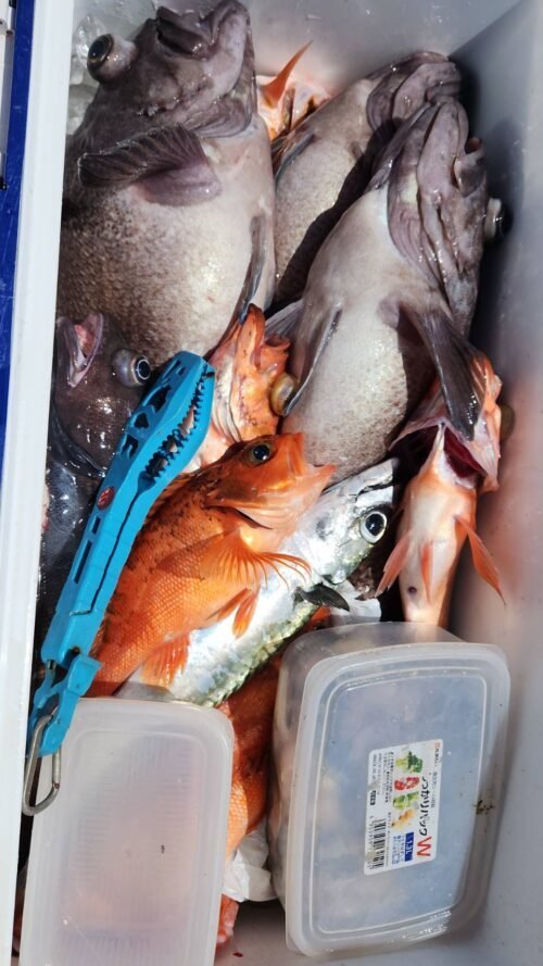 アラ・ユメカサゴ