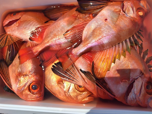 チカメキントキ