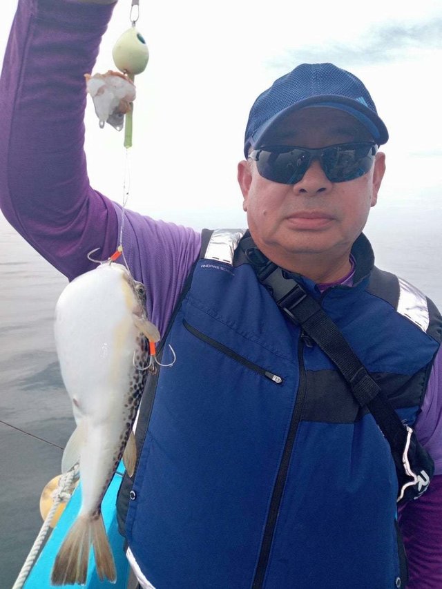 ショウサイフク(ショウサイフグ)