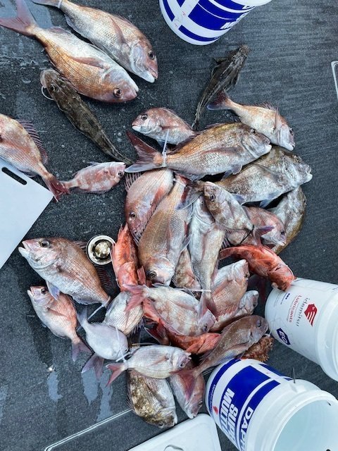 マダイ・ウッカリカサゴ