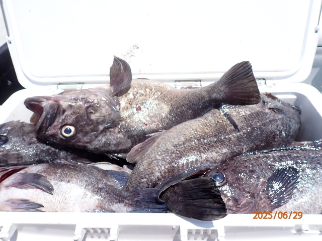 マゾイ(キツネメバル)