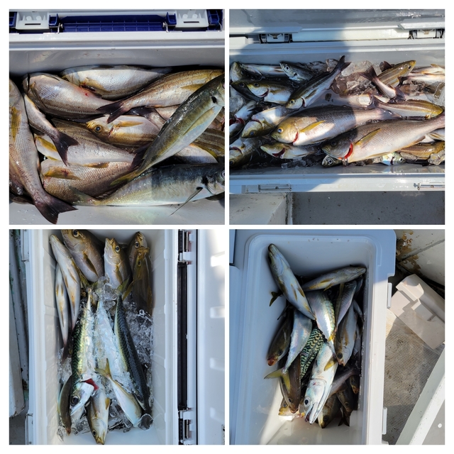 マアジ・イサキ