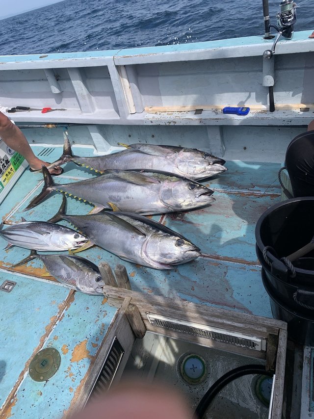 キハダマグロ(キハダ)・キメジ(キハダ)・カツオ