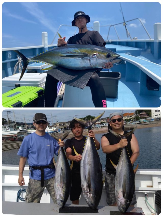 キハダマグロ(キハダ)