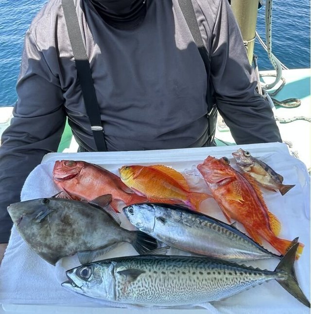 シキシマハナダイ・キントキダイ・サバ(マサバ)・ソーダガツオ(ヒラソウダ)・アヤメカサゴ・オキメバル(トゴットメバル)・ウマヅラ(ウマヅラハギ)