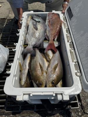 マダイ・イシダイ・イサキ