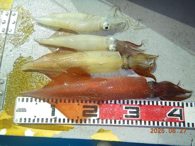 アカイカ(ケンサキイカ)