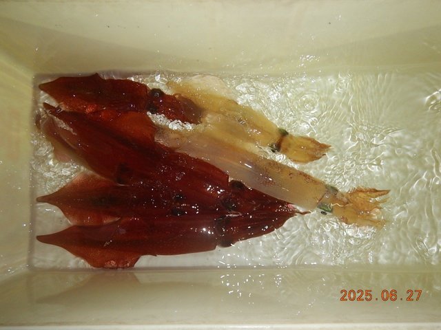 アカイカ(ケンサキイカ)