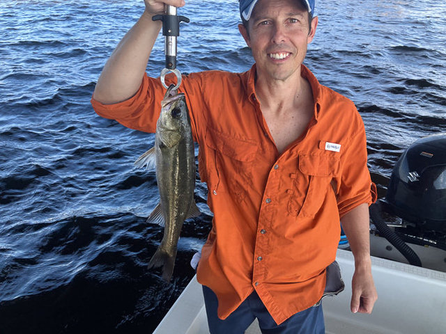 シーバス(スズキ)