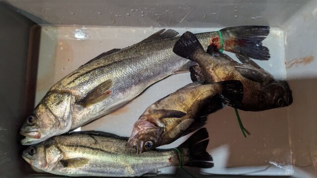 セイゴ(スズキ)・メバル